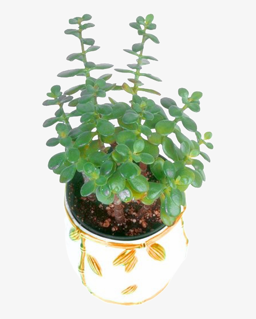 Flower Pot Green Plant - Plants, transparent png #3769050