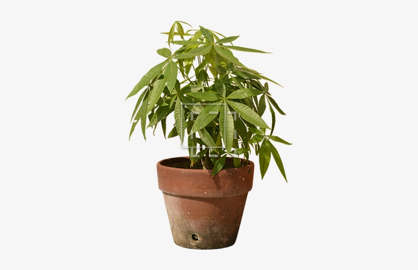 Parent Category - Plants, transparent png #3769310