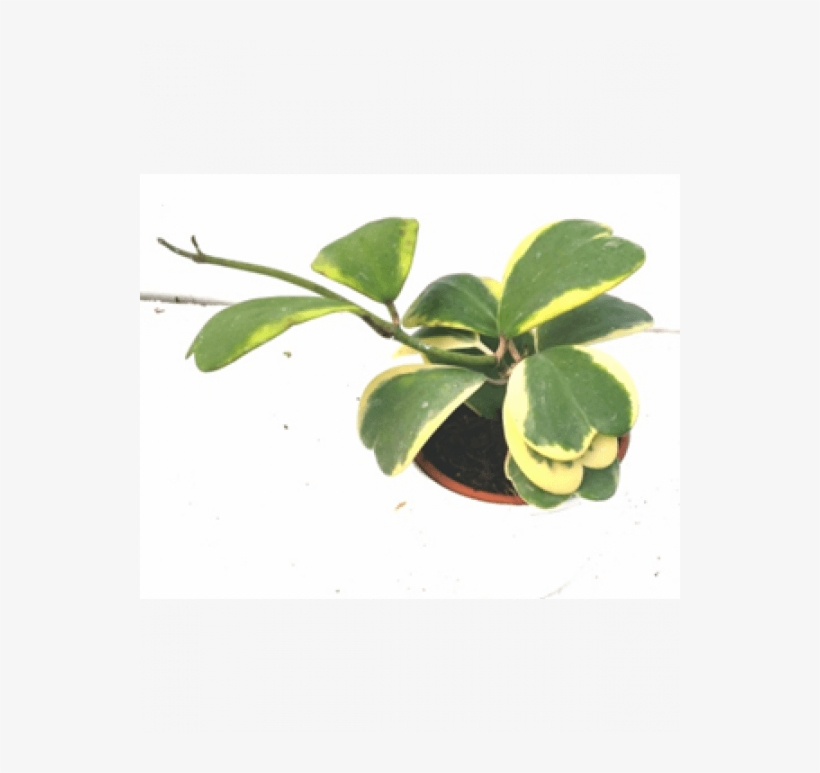 Hoya Kerrii Varigata Sweet Heart Hoya Plant With Fertilizer - Hoya Kerrii, transparent png #3769374
