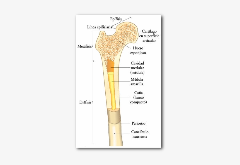 En La Superficie Del Tejido Óseo Compacto, Existen - Partes De Un Hueso De Pollo, transparent png #3770379