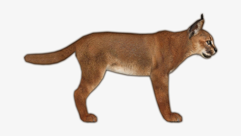 Caracal Jimmyzhoopz - Zt2 Caracal, transparent png #3771885