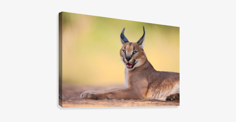 Caracal By Hillebrand Breuker Canvas Print - Caracals Art, transparent png #3772236