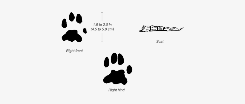 Caracal Tracks - Canada Lynx Tracks, transparent png #3772439