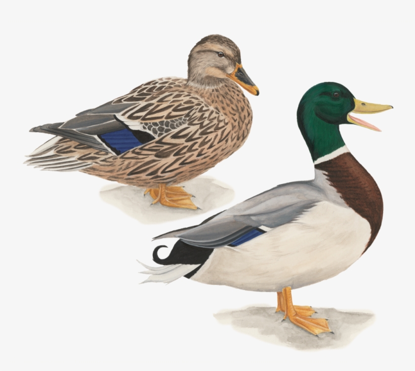 Mallard - Mallard Png, transparent png #3775757