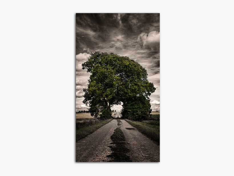 One Way Mobile Wallpaper Big - Green Grove Of Trees Arching Over A Pathway On A Stormy, transparent png #3775972