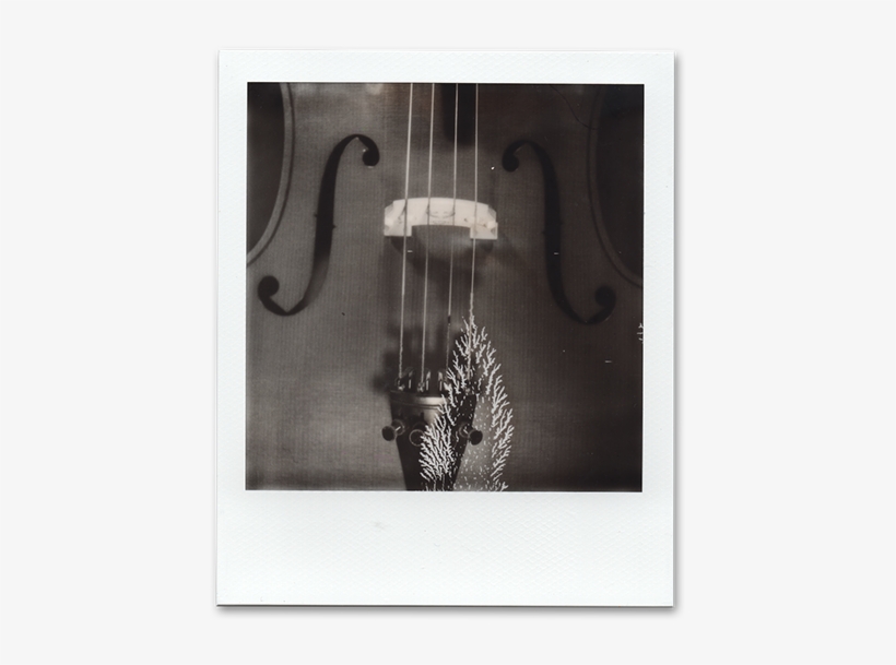 Double Bass, transparent png #3776095