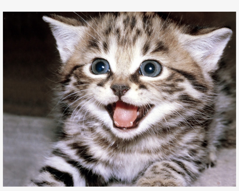 Kitten Smiling, transparent png #3776433