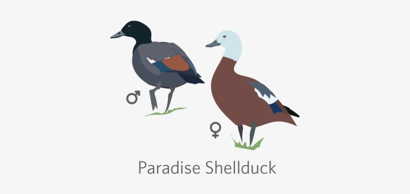 Nearly All Anseriformes Belong To The Family Anatidae, - Duck, transparent png #3776551