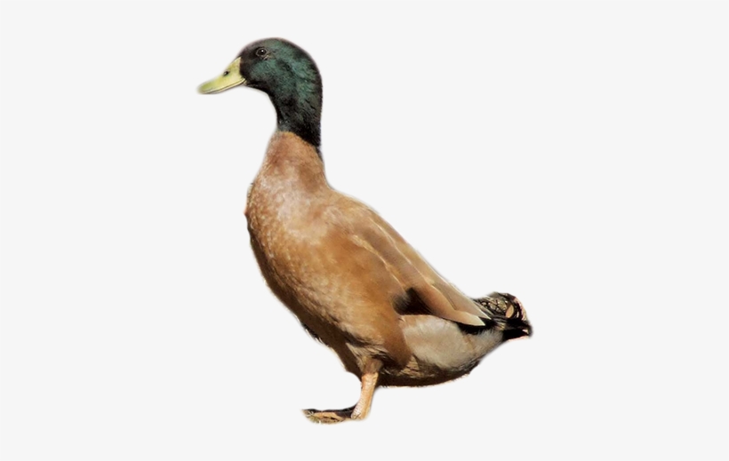Khaki Campbell Duck Drawing, transparent png #3776676