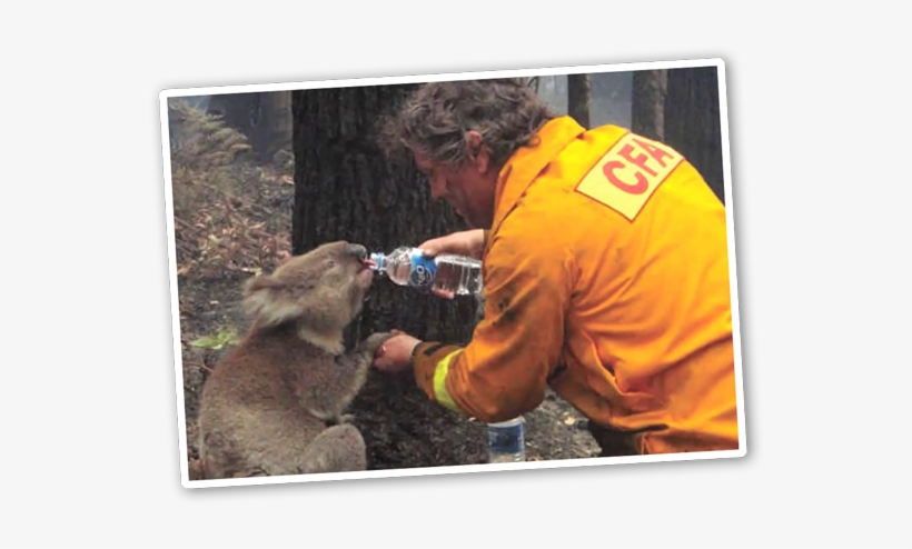 Campaign Panel One - Sam The Koala, transparent png #3776892