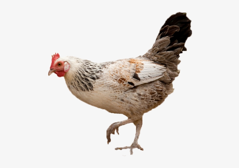 Gallina - Gallina Animal Png, transparent png #3777070