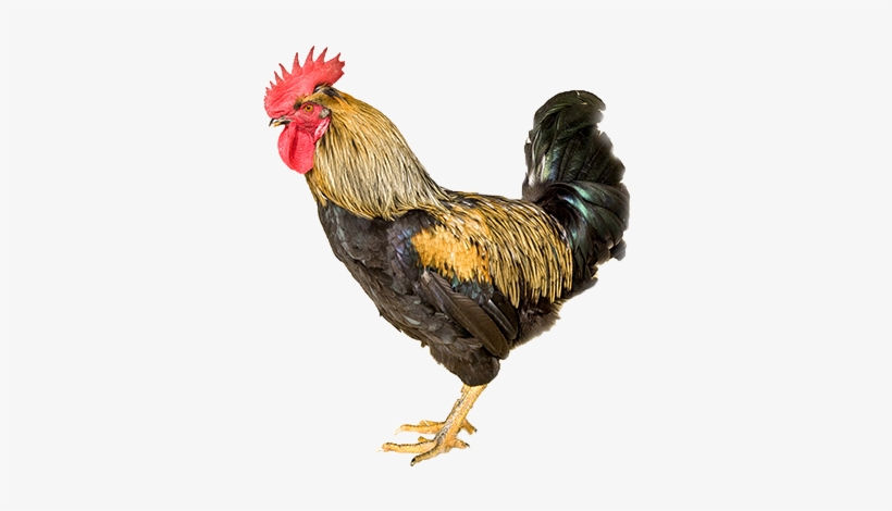 Bienvenidos/as A La Web De La Gallina Del Sobrarbe - Rooster, transparent png #3777671