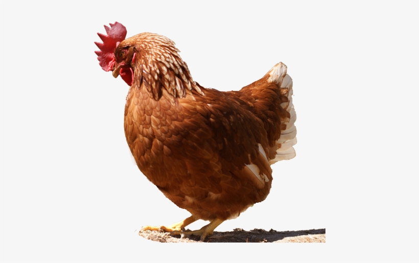 Gallina - Chicken, transparent png #3777944