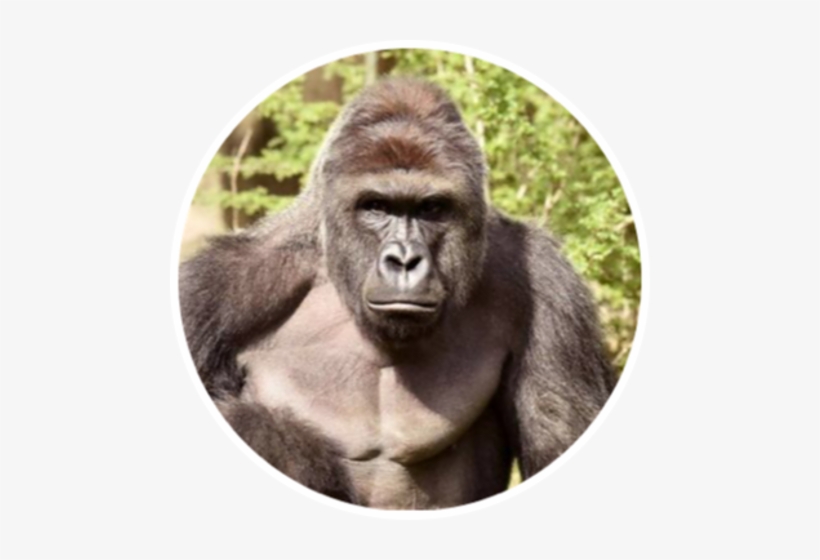 Gorilla Shot Dead In Zoo, transparent png #3779060