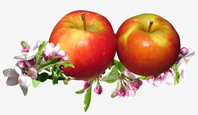 Red Apples, Apple Blossom, Springtime, Garden - Color, transparent png #3779571