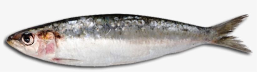 Oily Fish, transparent png #3780695