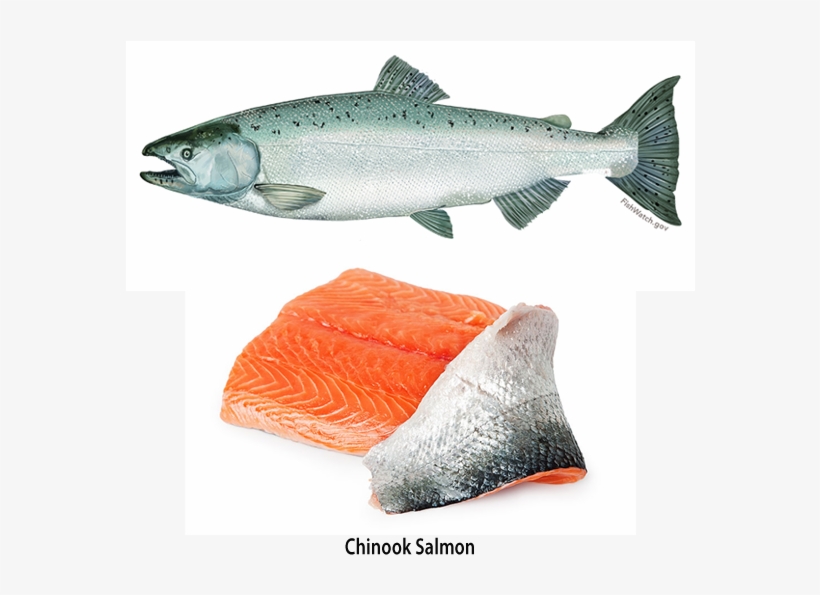 Cooking Oregon Salmon - Salmon Scientific Illustrations, transparent png #3781061