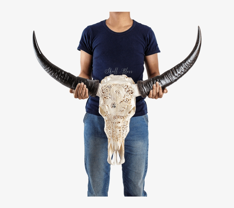 Carved Buffalo Skull - Skull, transparent png #3781083