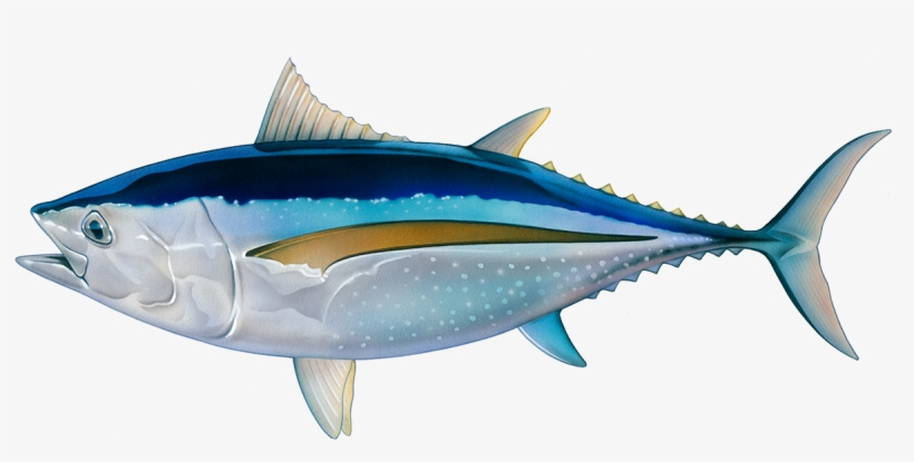 About Your Seafood - Tuna Fish Transparent, transparent png #3781109