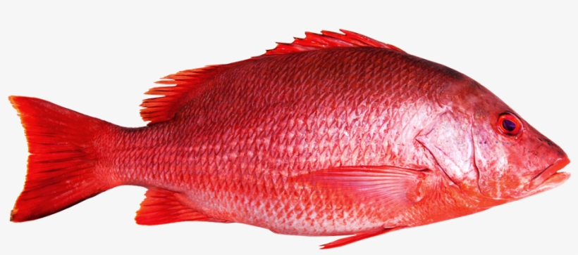 Red Snapper - Red Snapper Fish Png, transparent png #3781269