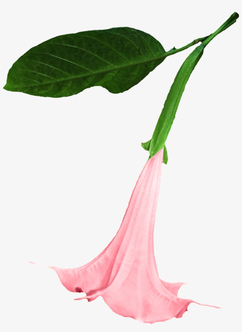 Datura Png Flower - Angels Trumpet Flower Png, transparent png #3783357