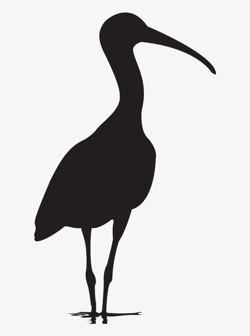 All About Birds, transparent png #3783660