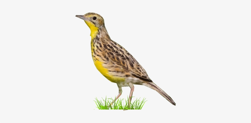 Western Meadowlark, transparent png #3783767