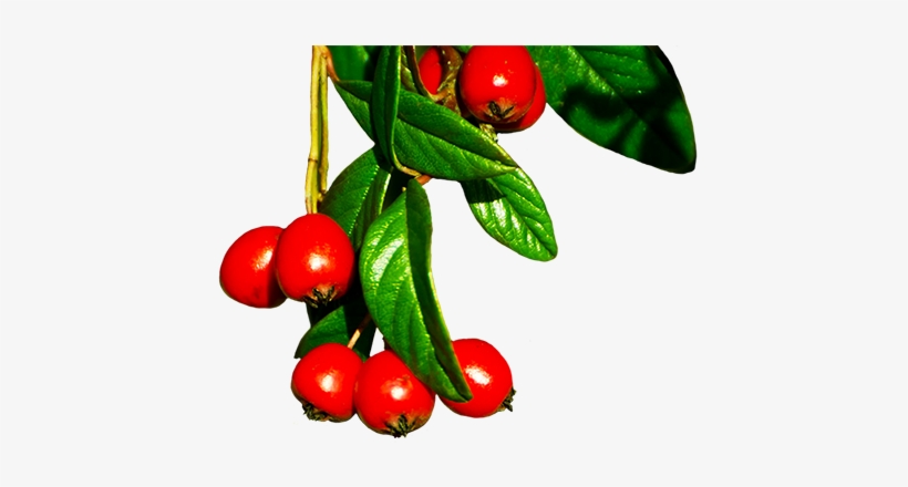 Red Winter Berries - Winter Berries Tree Png, transparent png #3784353