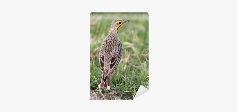 Cape Longclaw, transparent png #3785565