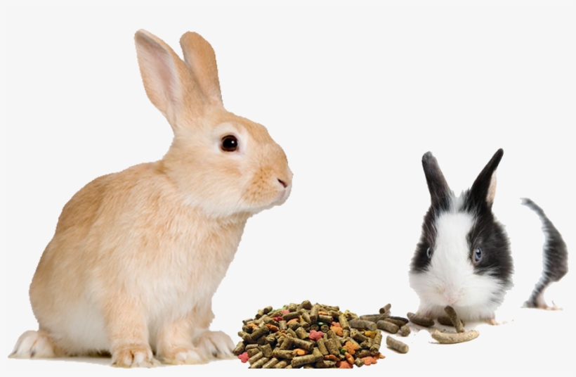 Buy Rabbit Feed Online For Sale, Rabbit Feed Manufacturers - Rabbit White Background, transparent png #3786603