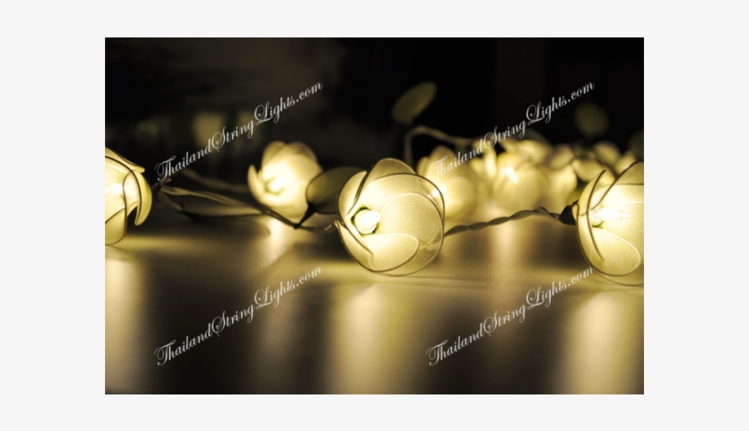 Still Life Photography, transparent png #3788881