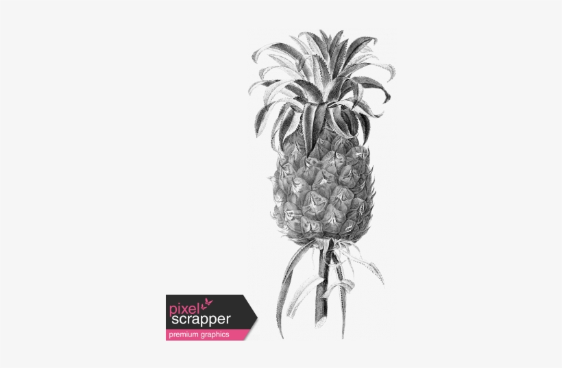 Vintage Pineapple 01 Template - Botanical Drawing Pineapple, transparent png #3789361