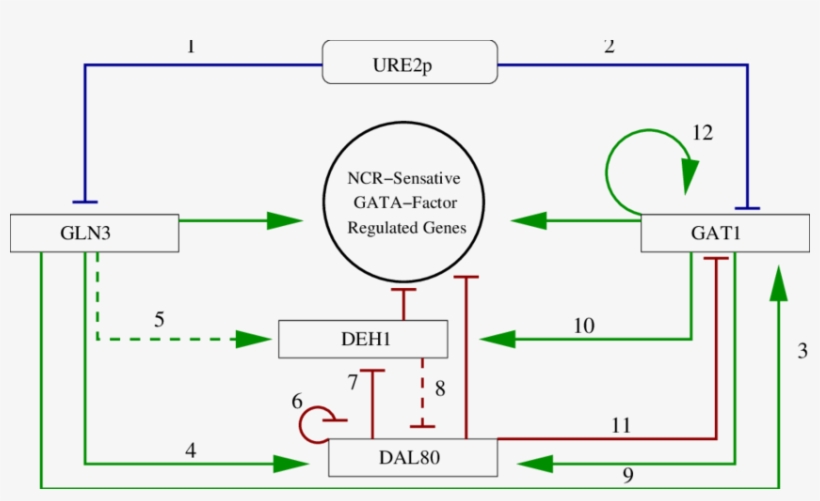 Green Arrows Indicate Up Regulation, Blunted Red Arrows - Diagram, transparent png #3790188