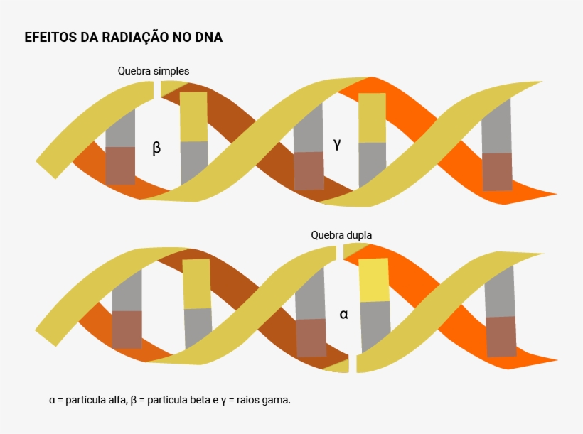 Infográfico Dos Efeitos Da Radiação No Dna - Efeitos Biologicos Da Radiação, transparent png #3790820