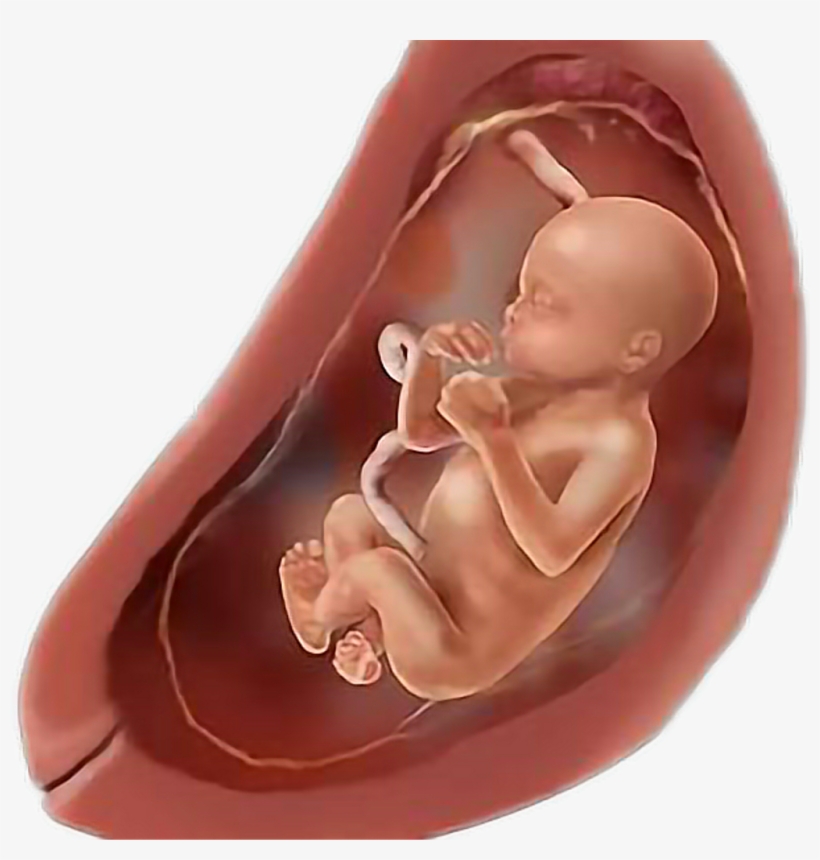 Baby Womb Pregnant Fetus Freetoedit - Pregnancy, transparent png #3792344