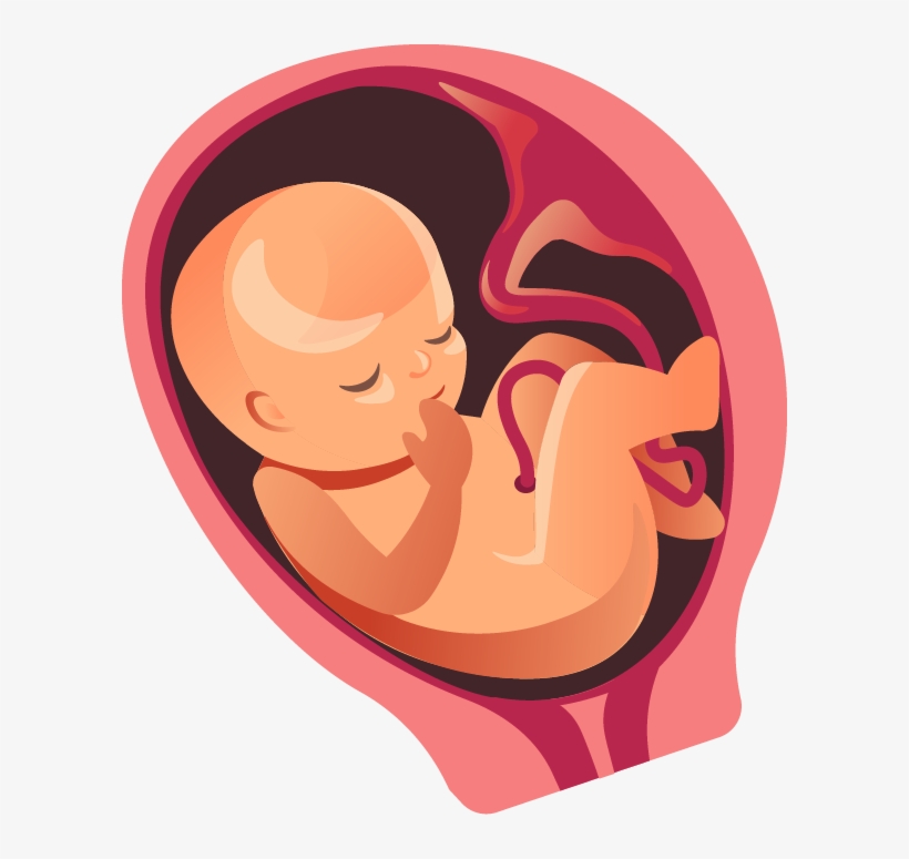 There's Less Movement Now Because He/she Is Filling - Fetal Development Month By Month, transparent png #3792494