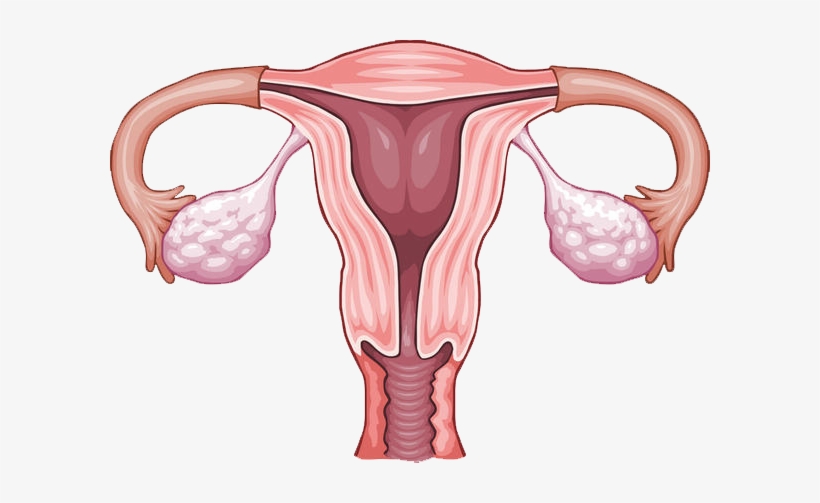 As You All Know, The Uterus Is Like The Powerhouse - Sistema Reprodutor Feminino Desenho, transparent png #3792524