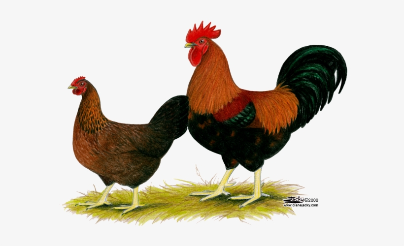 Hen Png Image Hd - Hen Images Hd Png, transparent png #3793012