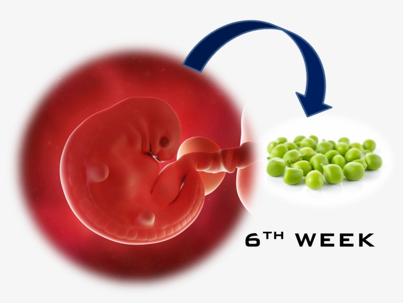 5th Week Baby, transparent png #3793037