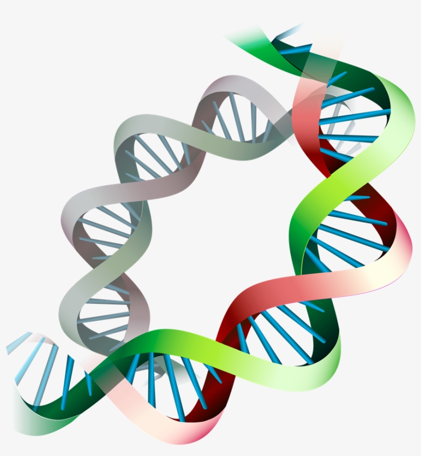 Epigenetic Expression Before And During Pregnancy - Gene Expression Png, transparent png #3793097