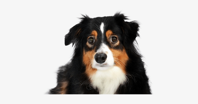 Australian Shepherd Dog - Dog, transparent png #3793365