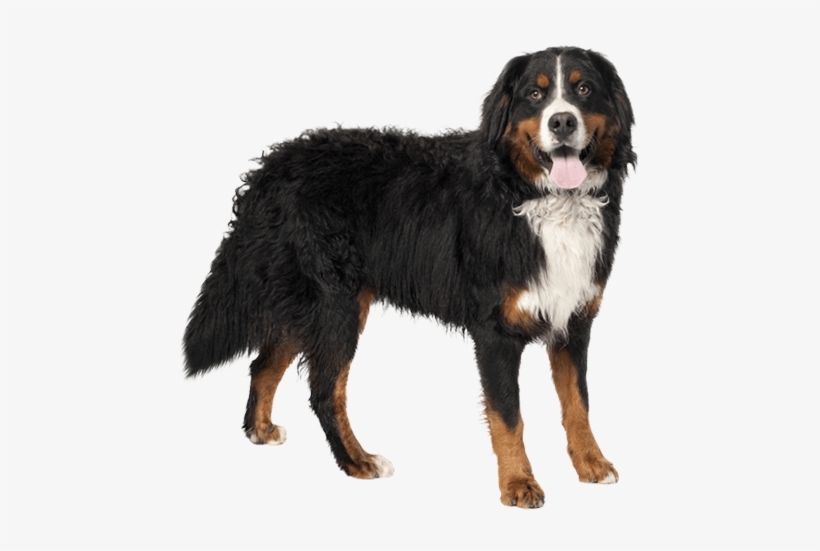 Bernese Mountain Dog Png, transparent png #3793551