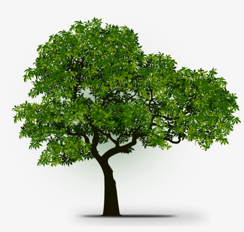 Learn More - Mexican Pinyon, transparent png #3793865