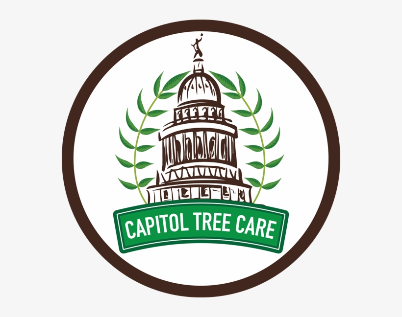 Tree Services - Capitol Tree Care, transparent png #3793916