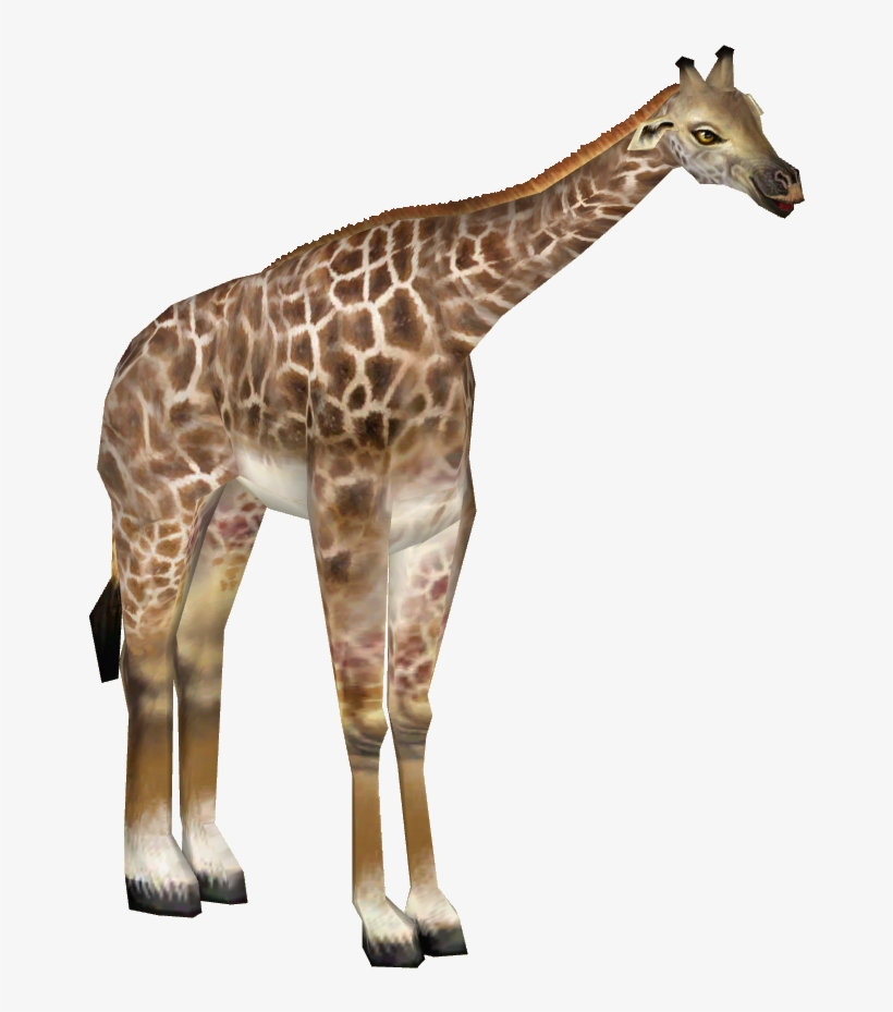 Rothschild's Giraffe 01 - Giraffe, transparent png #3795164