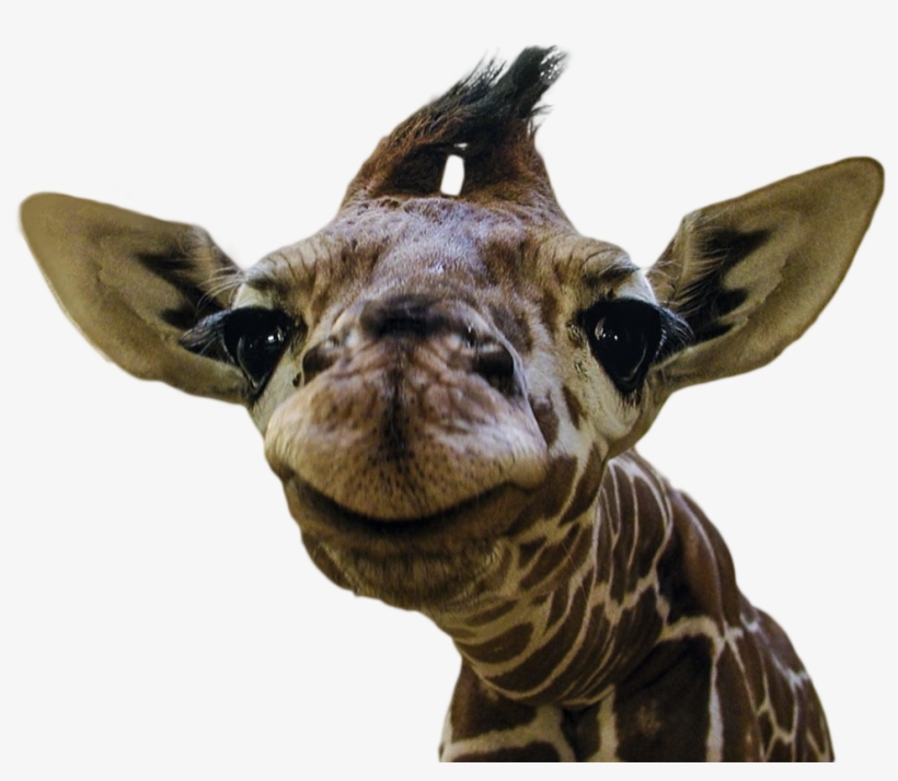 Animalsmiling Baby Giraffe - Intubating A Giraffe, transparent png #3795285