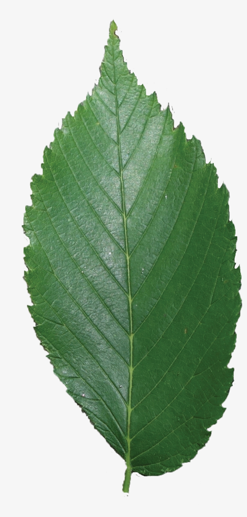 Simple - American Elm Leaf Png, transparent png #3795760