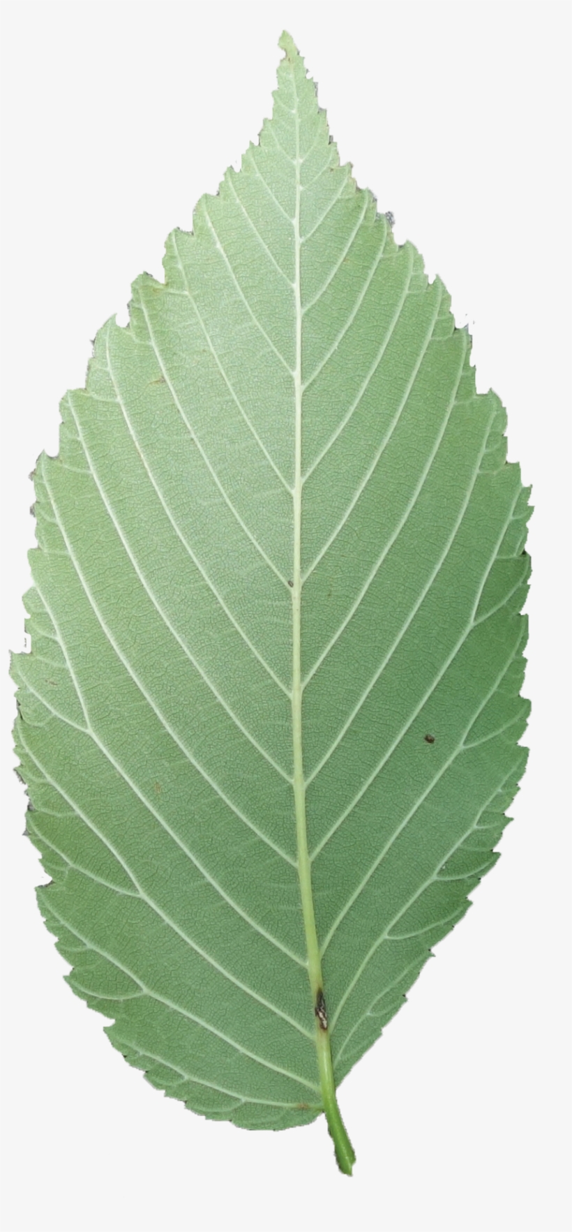 Simple - Elm Tree Leaves Png, transparent png #3795806