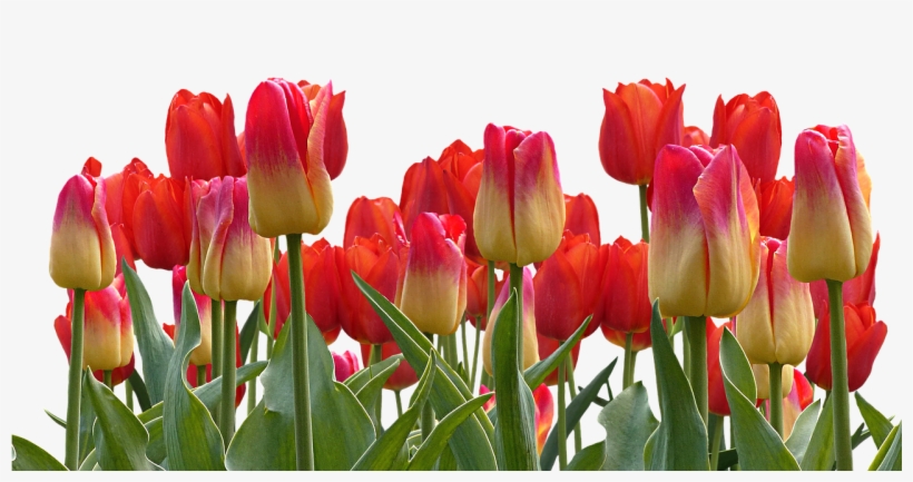 Tulips, Spring, Nature, Flower, Flowers, Red - Happybirthday Wishes To Dear Neha, transparent png #3795810