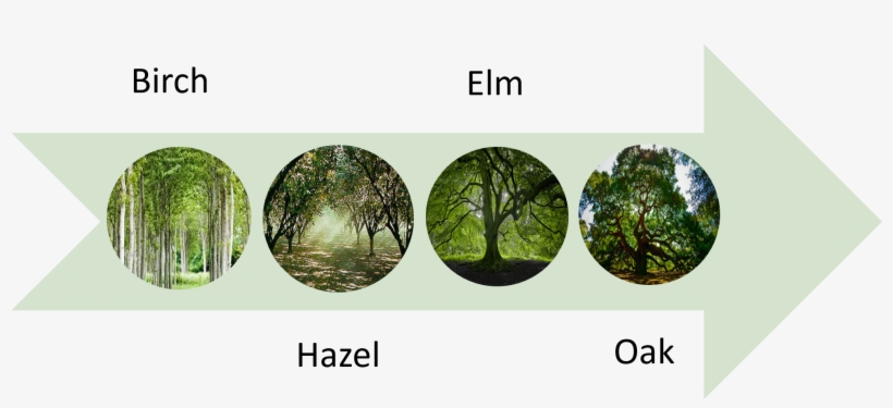 The First People Trees Diagram - Oak, transparent png #3795879